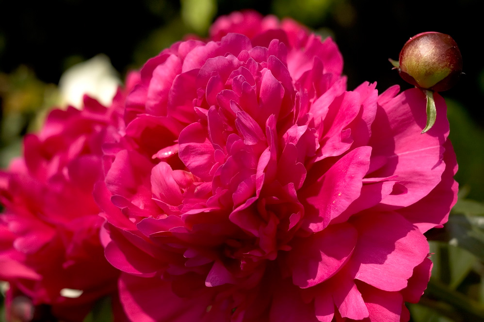 New York Botanicals 3
